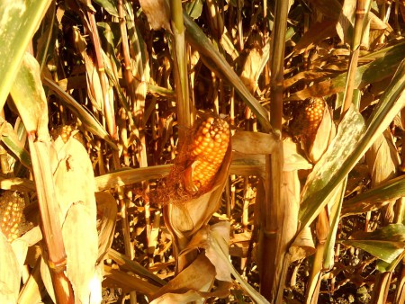 Corn