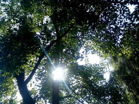 Leaves