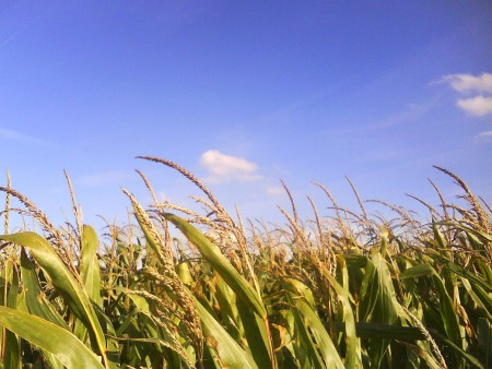Field