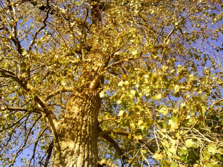 Leaves