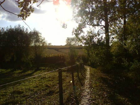 Sunny Day