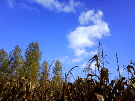 Field