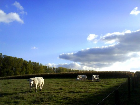 Bella and cloudsesses