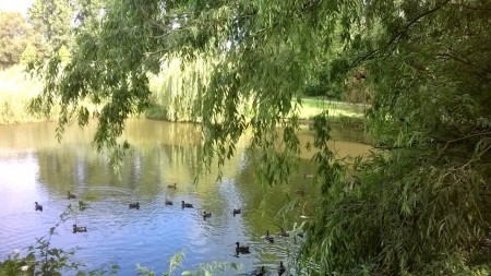 Ducksies