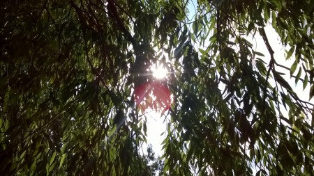 Leaves